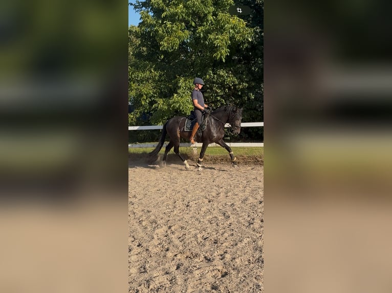 PRE Hengst 6 Jahre 158 cm Brauner in Hilden