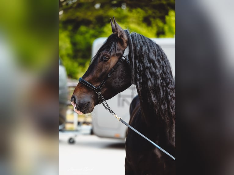 PRE Hengst 6 Jahre 158 cm Brauner in Hilden