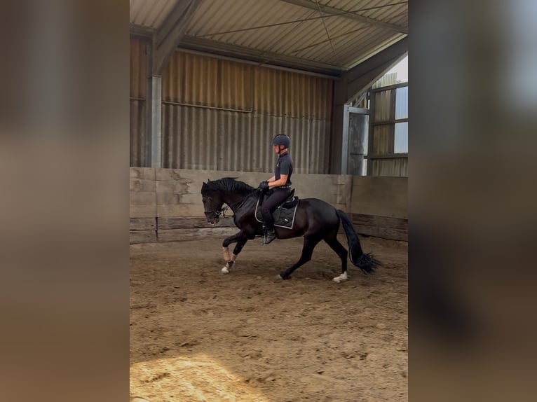 PRE Hengst 6 Jahre 158 cm Brauner in Hilden