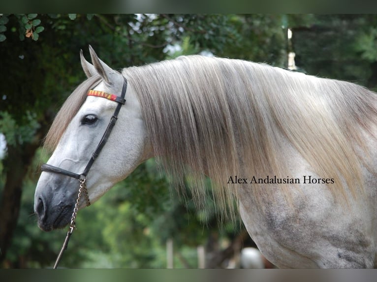 PRE Mix Hengst 6 Jahre 158 cm Schimmel in Sevilla