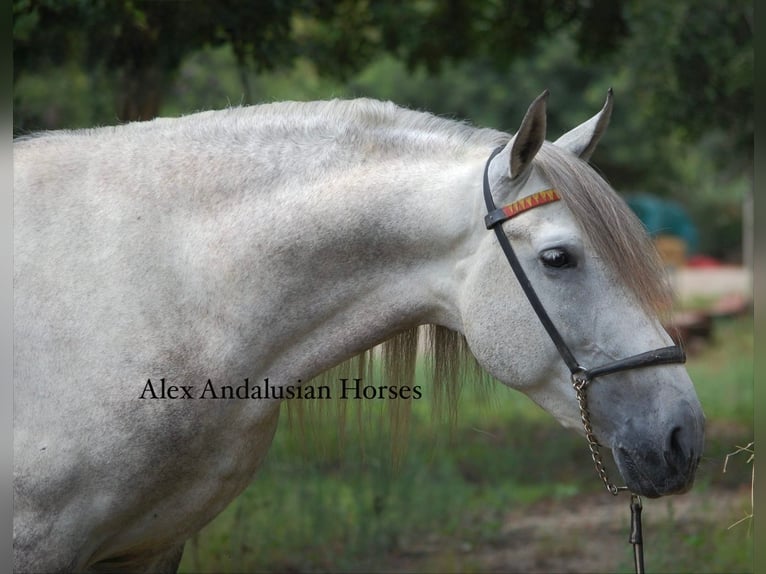 PRE Mix Hengst 6 Jahre 158 cm Schimmel in Sevilla