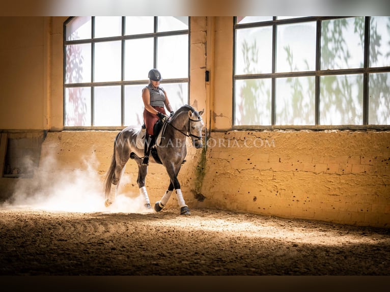 PRE Hengst 6 Jahre 159 cm Blauschimmel in Rafelguaraf