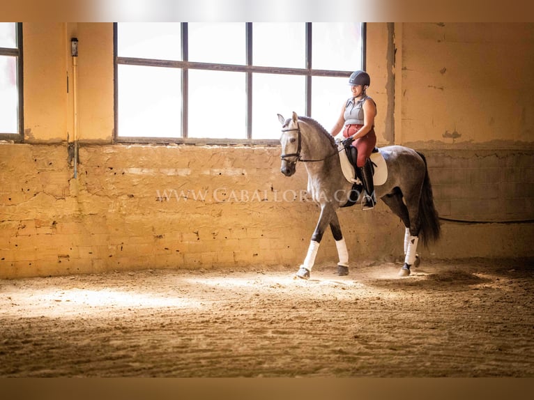 PRE Hengst 6 Jahre 159 cm Blauschimmel in Rafelguaraf