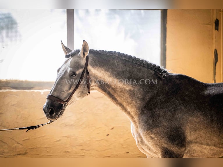 PRE Hengst 6 Jahre 159 cm Blauschimmel in Rafelguaraf