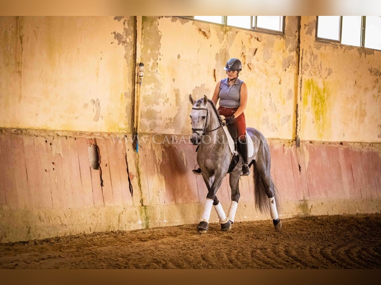 PRE Hengst 6 Jahre 159 cm Blauschimmel in Rafelguaraf