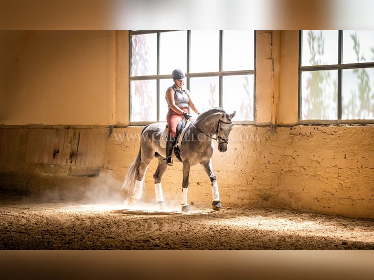 PRE Hengst 6 Jahre 159 cm Blauschimmel in Rafelguaraf