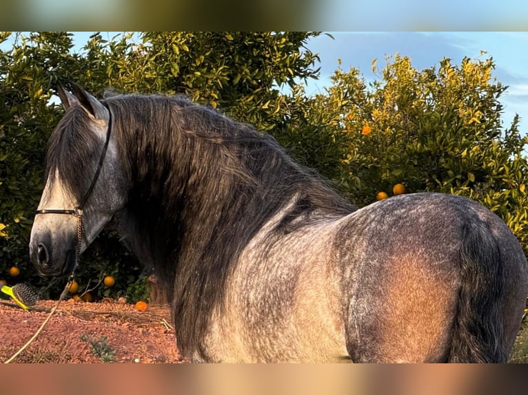 PRE Mix Hengst 6 Jahre 160 cm Apfelschimmel in Martfeld