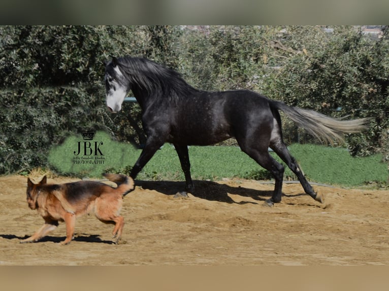 PRE Mix Hengst 6 Jahre 160 cm Apfelschimmel in Tabernas Almeria