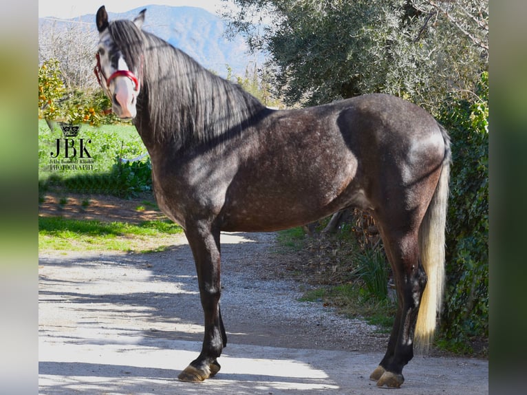 PRE Mix Hengst 6 Jahre 160 cm Apfelschimmel in Tabernas Almeria