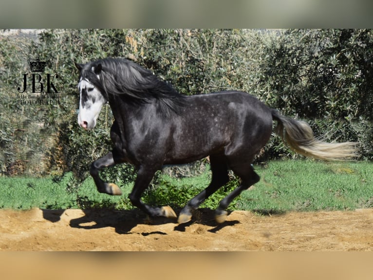 PRE Mix Hengst 6 Jahre 160 cm Apfelschimmel in Tabernas Almeria