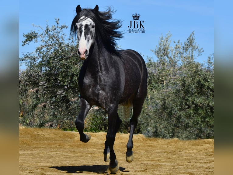 PRE Mix Hengst 6 Jahre 160 cm Apfelschimmel in Tabernas Almeria