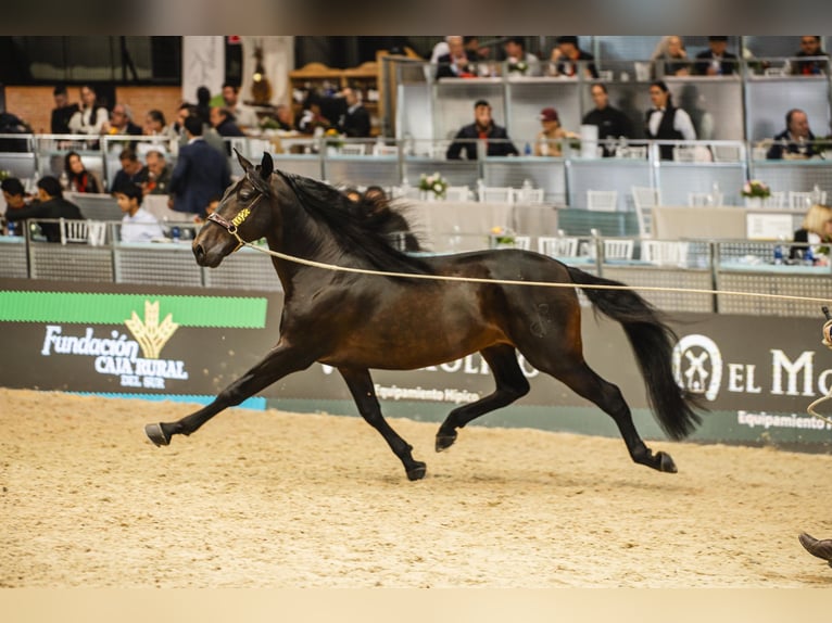 PRE Mix Hengst 6 Jahre 160 cm Dunkelbrauner in Fuendetodos