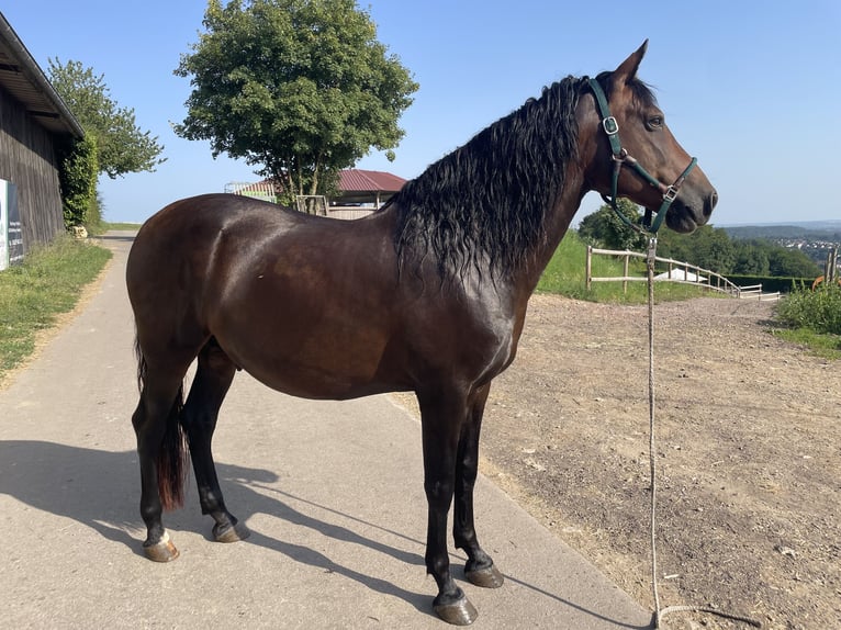 PRE Mix Hengst 6 Jahre 160 cm Dunkelbrauner in Beckingen