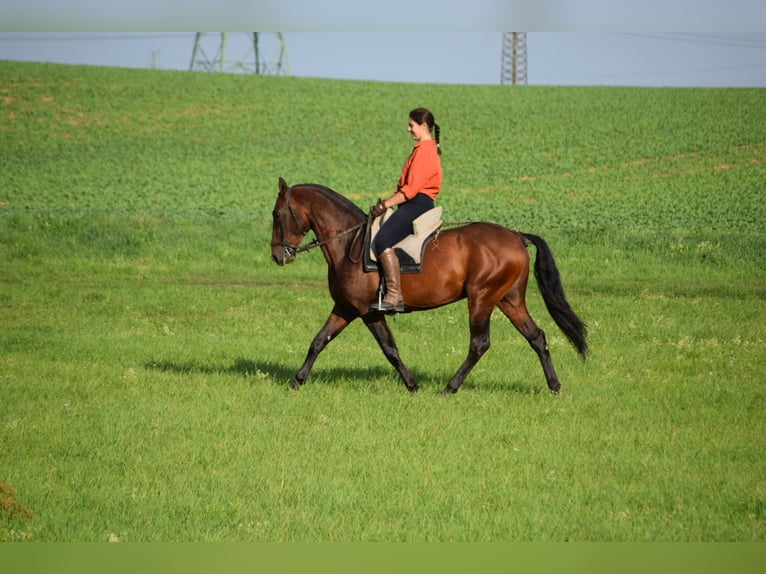 PRE Hengst 6 Jahre 160 cm Dunkelfuchs in Mratín