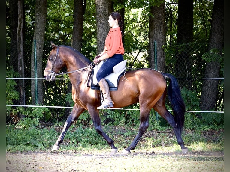 PRE Hengst 6 Jahre 160 cm Dunkelfuchs in Mratín