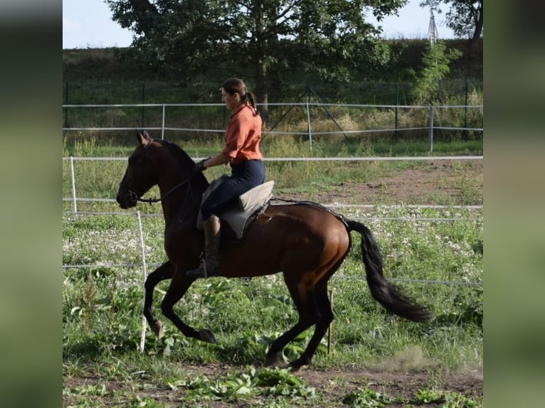 PRE Hengst 6 Jahre 160 cm Dunkelfuchs in Mratín