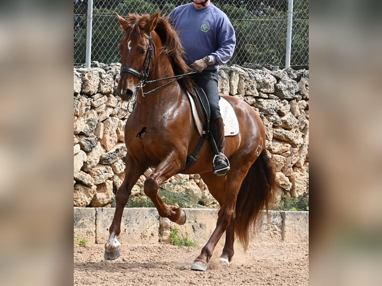 PRE Mix Hengst 6 Jahre 160 cm Fuchs in Mallorca