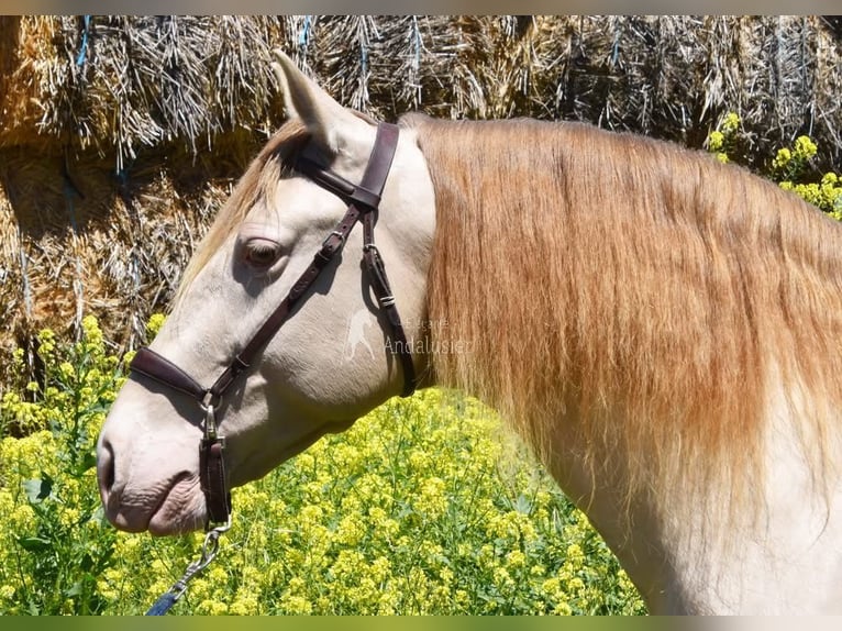 PRE Hengst 6 Jahre 160 cm Pearl in Provinz Granada