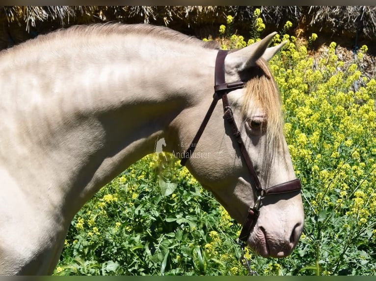 PRE Hengst 6 Jahre 160 cm Pearl in Provinz Granada