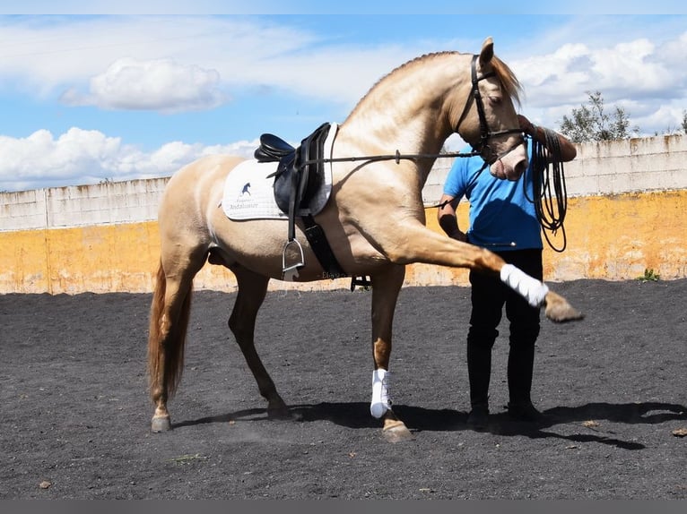 PRE Hengst 6 Jahre 160 cm Pearl in Provinz Granada