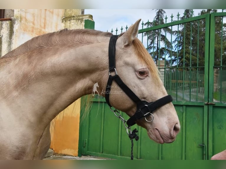 PRE Hengst 6 Jahre 160 cm Pearl in Provinz Granada