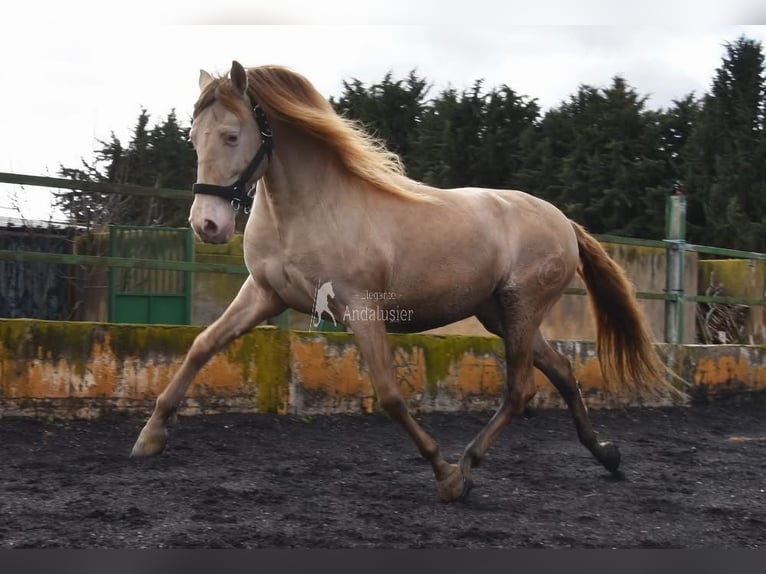 PRE Hengst 6 Jahre 160 cm Pearl in Provinz Granada