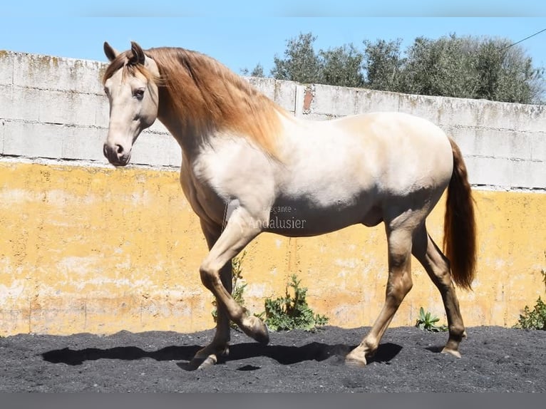 PRE Hengst 6 Jahre 160 cm Pearl in Provinz Granada