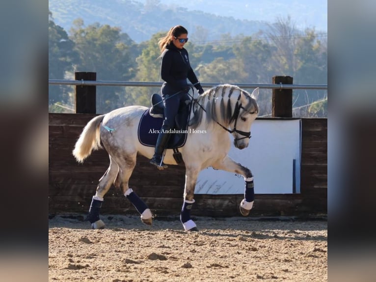 PRE Mix Hengst 6 Jahre 160 cm White in Sevilla