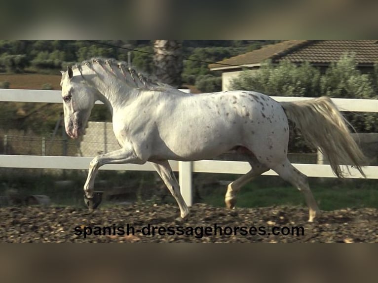 PRE Mix Hengst 6 Jahre 160 cm White in Barcelona