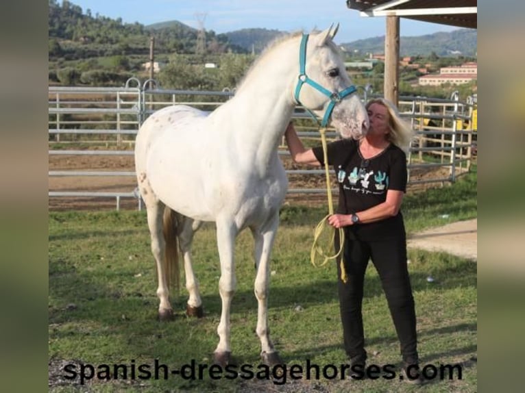 PRE Mix Hengst 6 Jahre 160 cm White in Barcelona