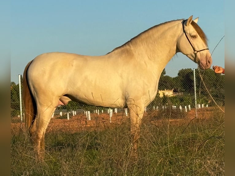 PRE Mix Hengst 6 Jahre 161 cm Champagne in Martfeld