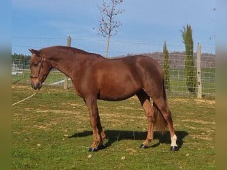 PRE Mix Hengst 6 Jahre 161 cm Dunkelfuchs in Gijon