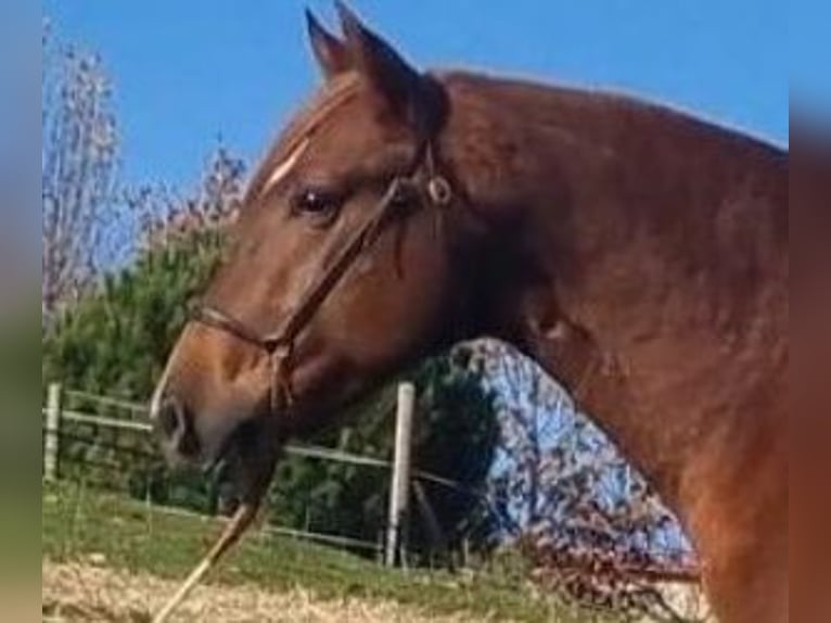 PRE Mix Hengst 6 Jahre 161 cm Dunkelfuchs in Gijon