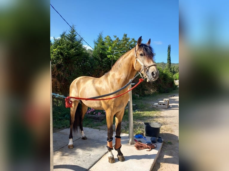 PRE Mix Hengst 6 Jahre 161 cm Falbe in Gava
