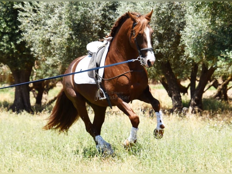 PRE Hengst 6 Jahre 161 cm Fuchs in Provinz Granada