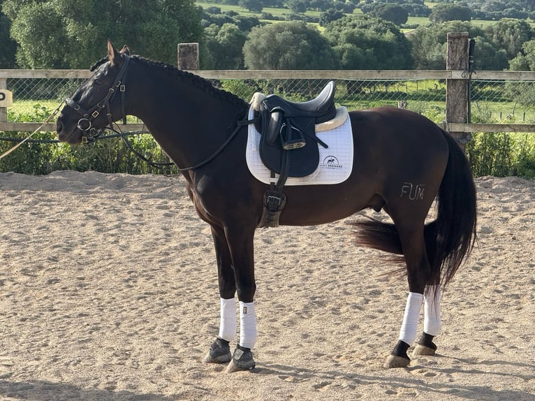 PRE Hengst 6 Jahre 161 cm Rappe in Vejer de la Frontera