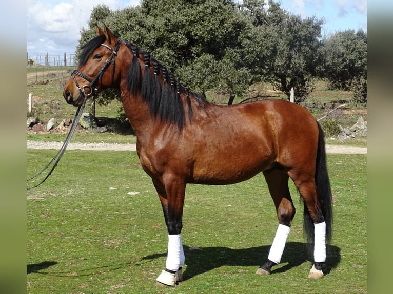 PRE Mix Hengst 6 Jahre 161 cm Rotbrauner in NAVAS DEL MADRONO