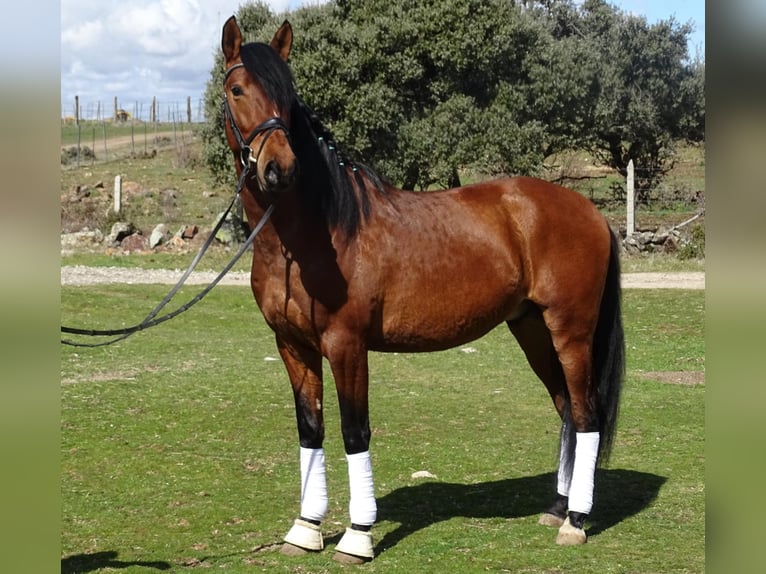 PRE Mix Hengst 6 Jahre 161 cm Rotbrauner in NAVAS DEL MADRONO