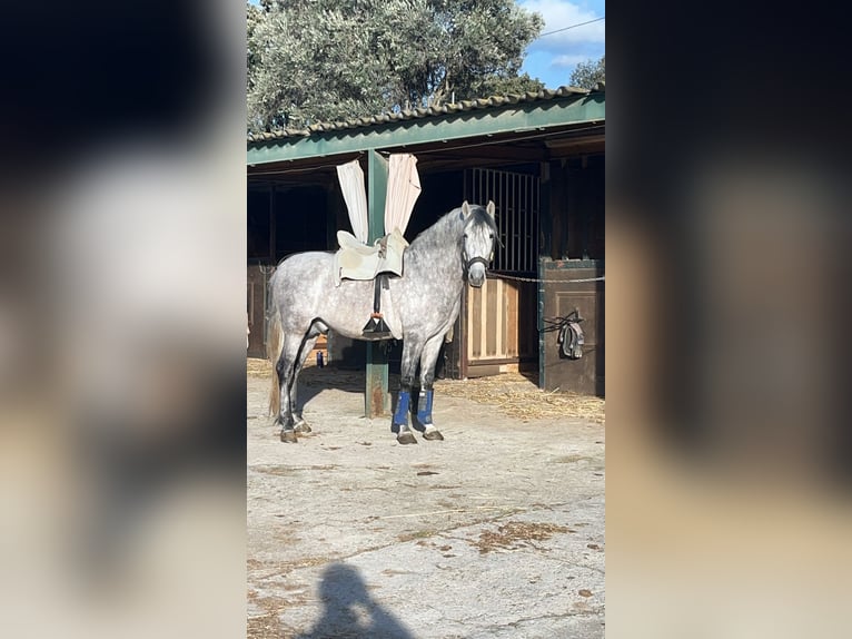 PRE Mix Hengst 6 Jahre 161 cm Schimmel in Corro D'Amunt (Franqueses Del Valles, Les)
