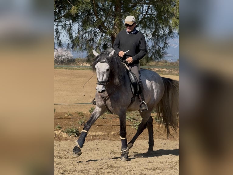 PRE Mix Hengst 6 Jahre 161 cm Schimmel in Corro D'Amunt (Franqueses Del Valles, Les)