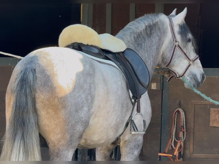 PRE Mix Hengst 6 Jahre 161 cm Schimmel in Corro D'Amunt (Franqueses Del Valles, Les)