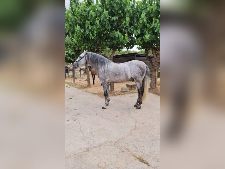 PRE Mix Hengst 6 Jahre 161 cm Schimmel in Corro D'Amunt (Franqueses Del Valles, Les)