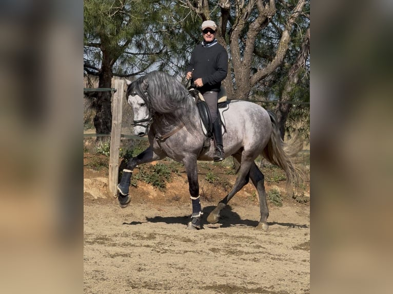 PRE Mix Hengst 6 Jahre 161 cm Schimmel in Corro D'Amunt (Franqueses Del Valles, Les)