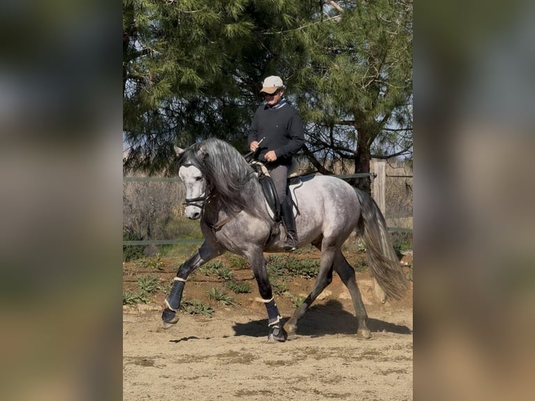 PRE Mix Hengst 6 Jahre 161 cm Schimmel in Corro D'Amunt (Franqueses Del Valles, Les)