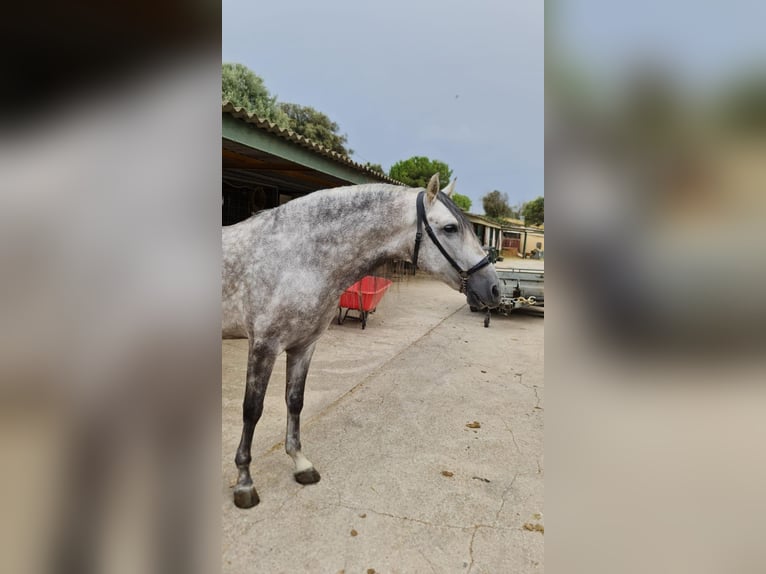 PRE Mix Hengst 6 Jahre 161 cm Schimmel in Corro D'Amunt (Franqueses Del Valles, Les)
