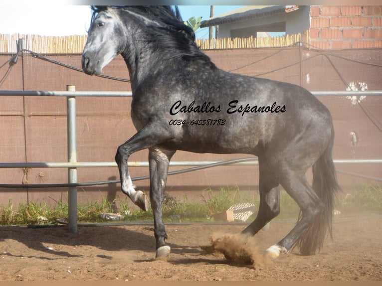 PRE Hengst 6 Jahre 162 cm Apfelschimmel in Vejer de la Frontera