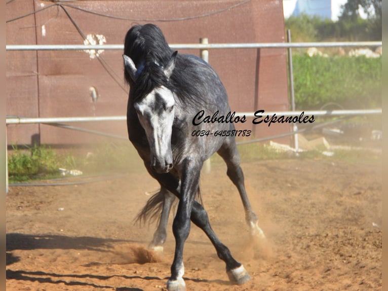 PRE Hengst 6 Jahre 162 cm Apfelschimmel in Vejer de la Frontera