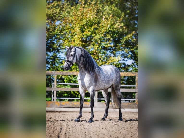 PRE Mix Hengst 6 Jahre 162 cm Apfelschimmel in Poeldijk
