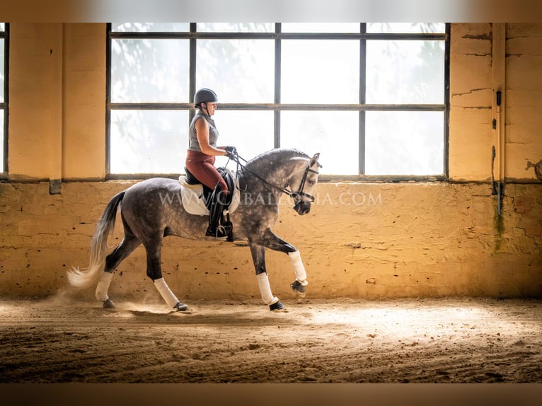 PRE Hengst 6 Jahre 162 cm Apfelschimmel in Rafelguaraf