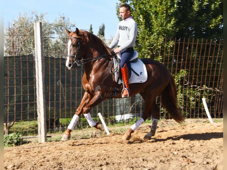 PRE Hengst 6 Jahre 162 cm Fuchs in Provinz Granada